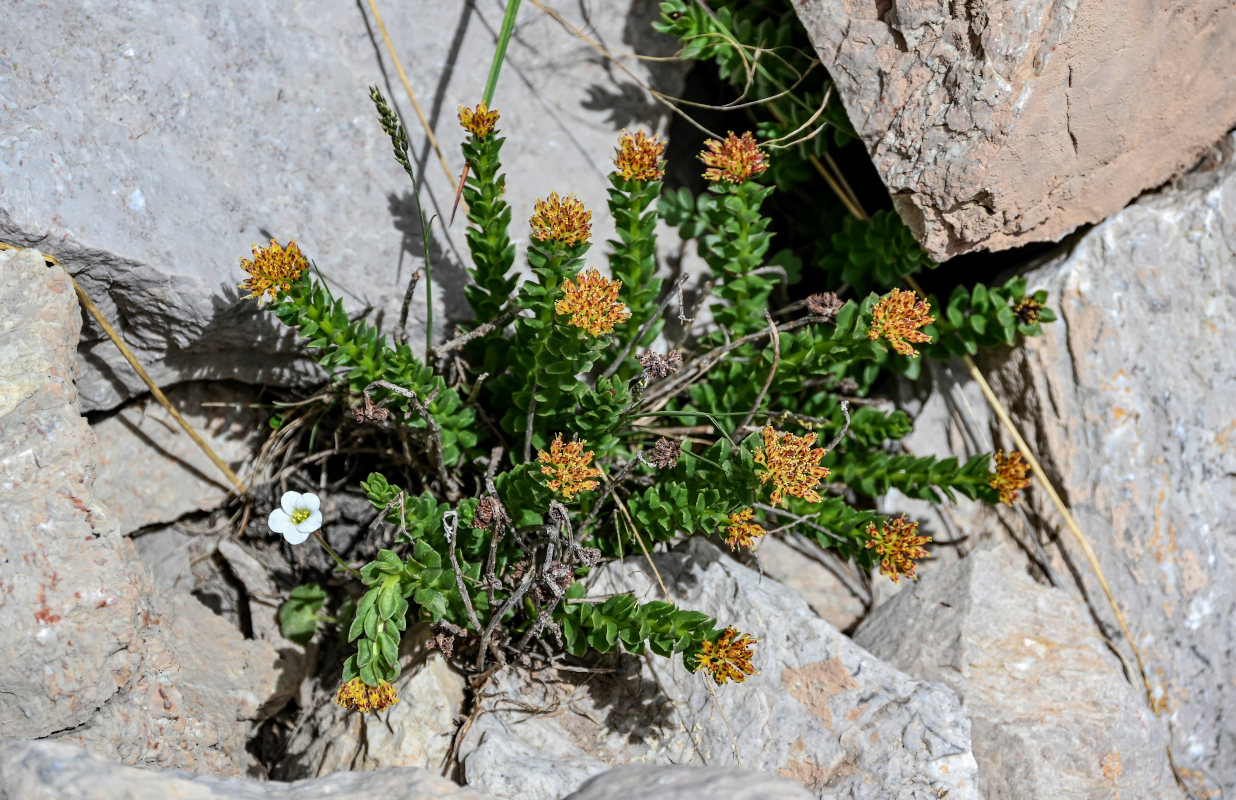 Image of Rhodiola heterodonta specimen.