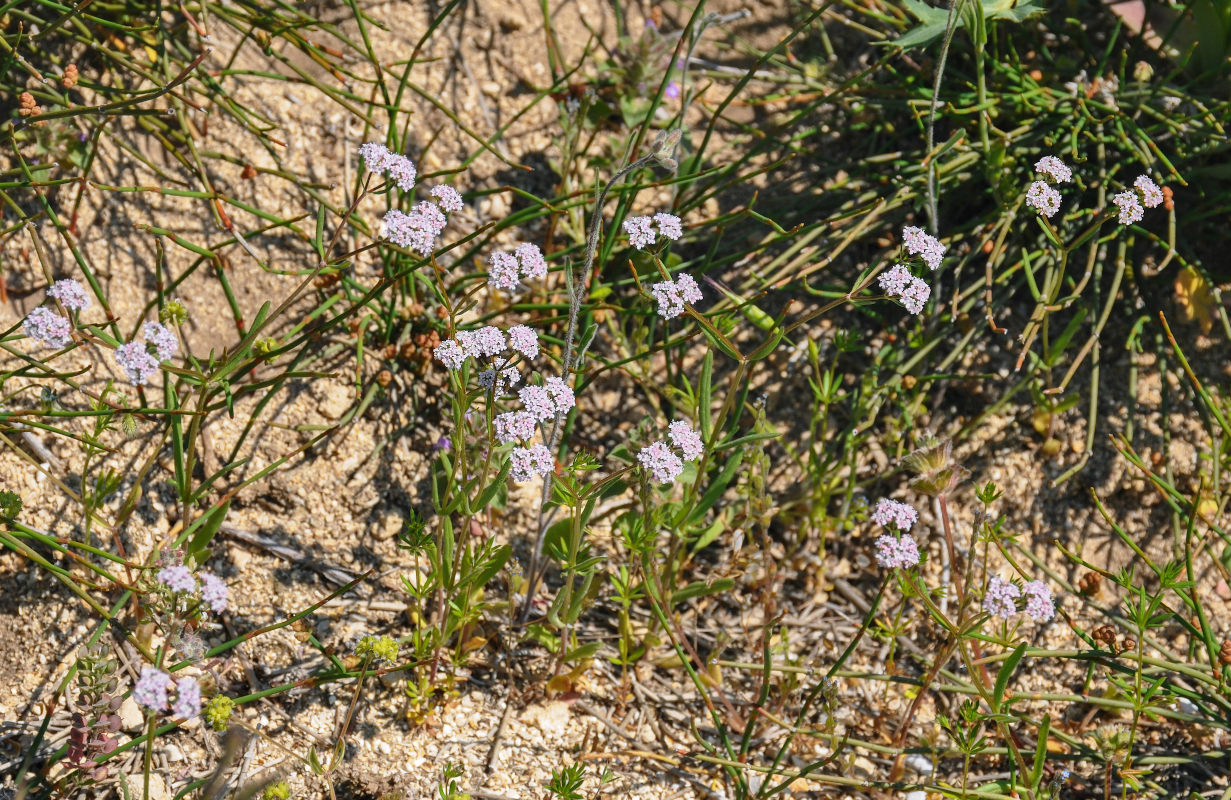 Изображение особи Valerianella coronata.