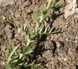 genus Cirsium. Средняя часть растения. Республика Адыгея, Майкопский р-н, окраина карьера компании \"Волма\", обнажённый грунт. 29 июля 2022 г.