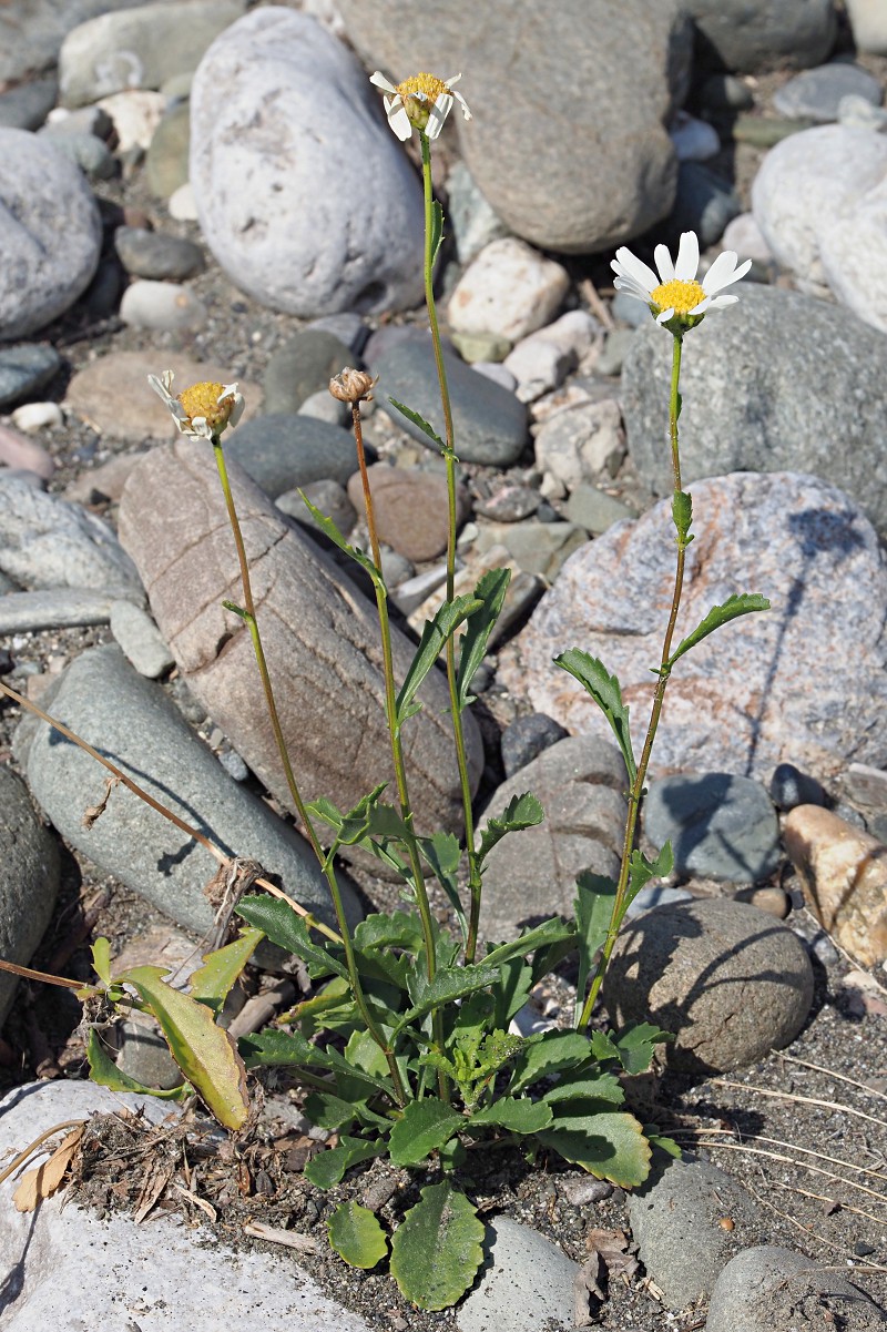 Image of Leucanthemum vulgare specimen.