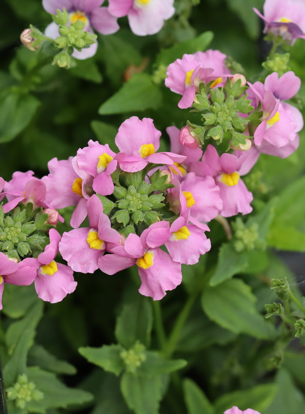 Image of Nemesia caerulea specimen.