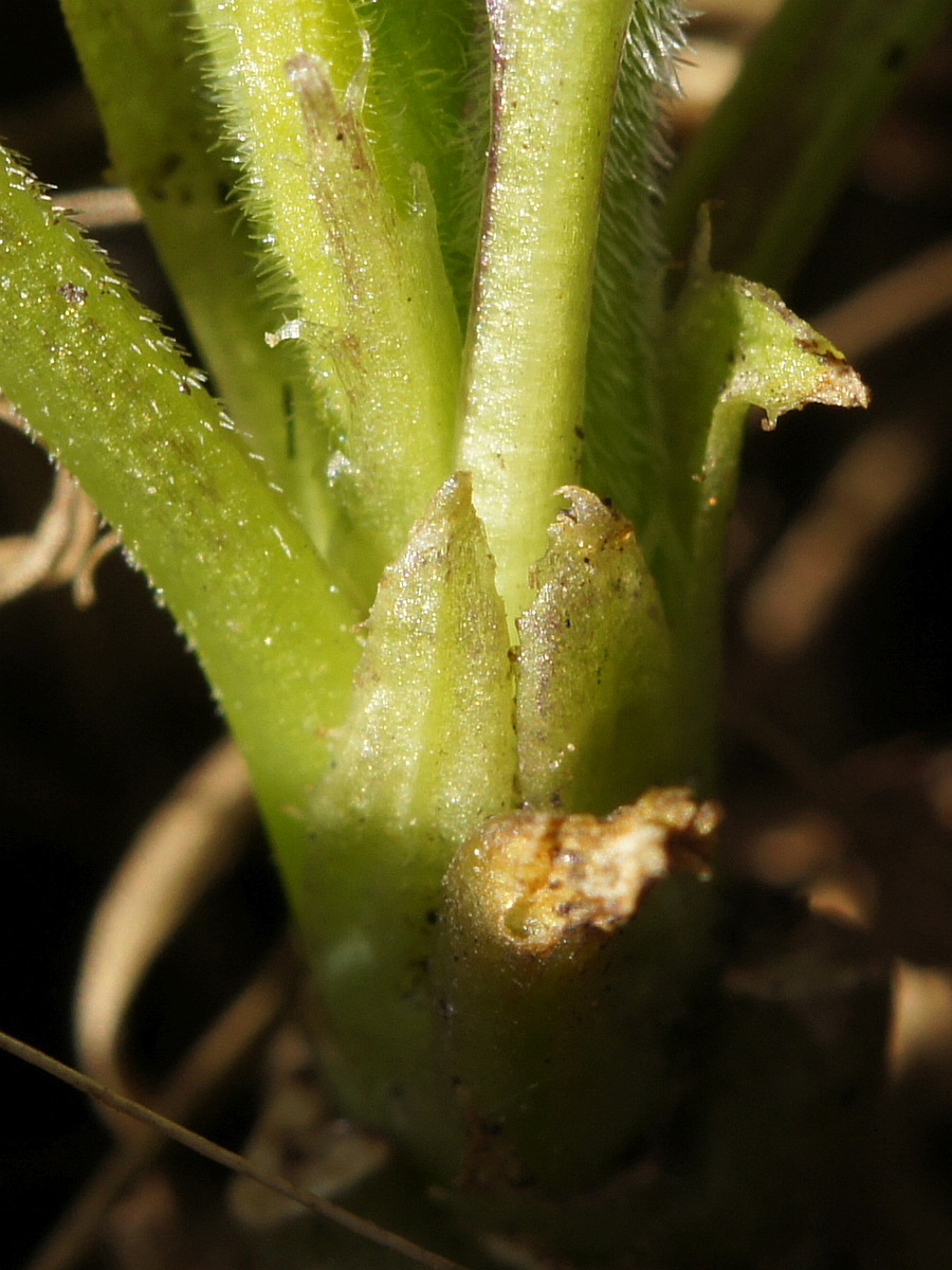 Image of genus Viola specimen.