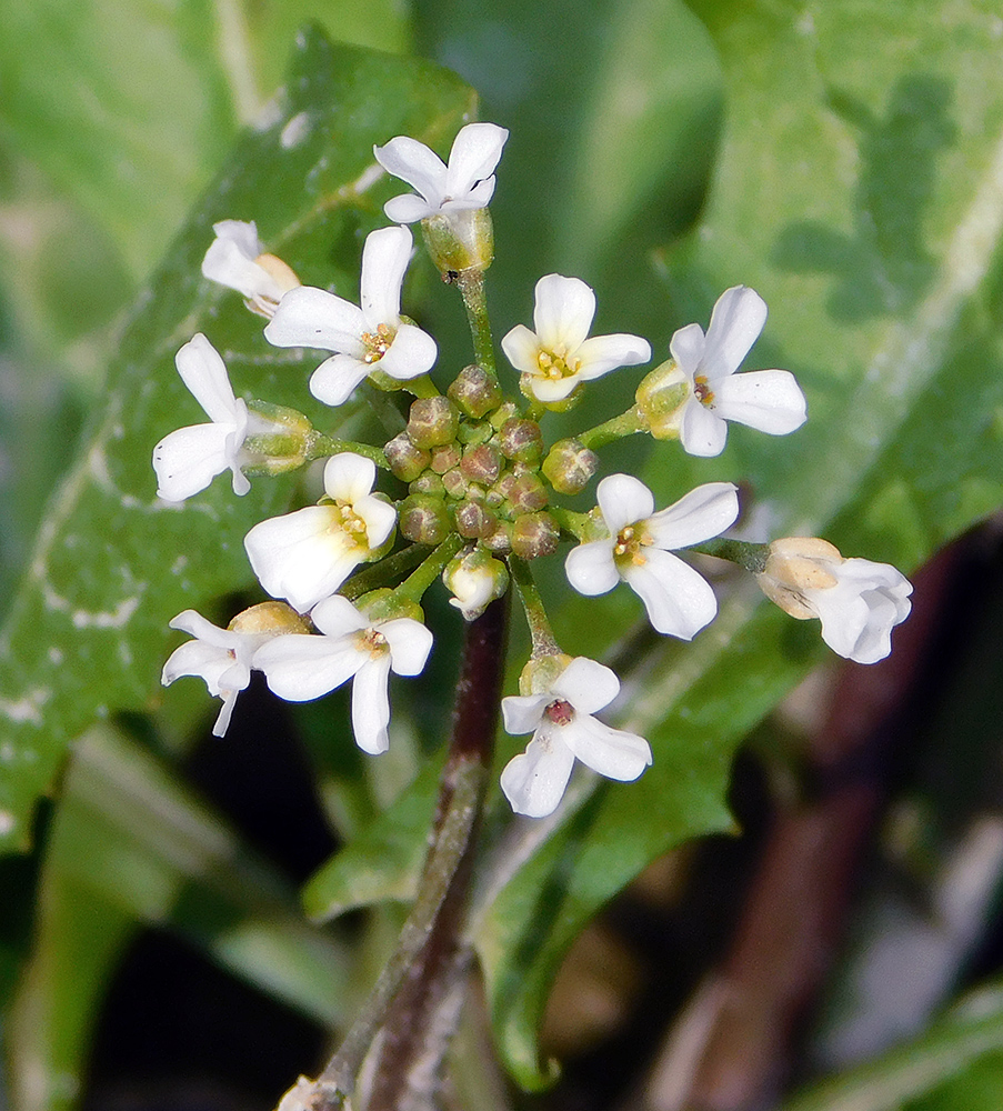 Image of Calepina irregularis specimen.