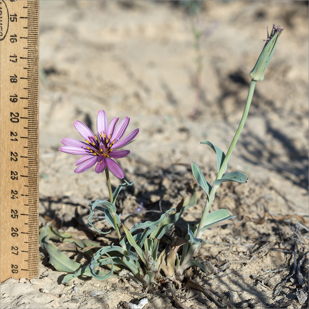 Изображение особи Tragopogon marginifolius.