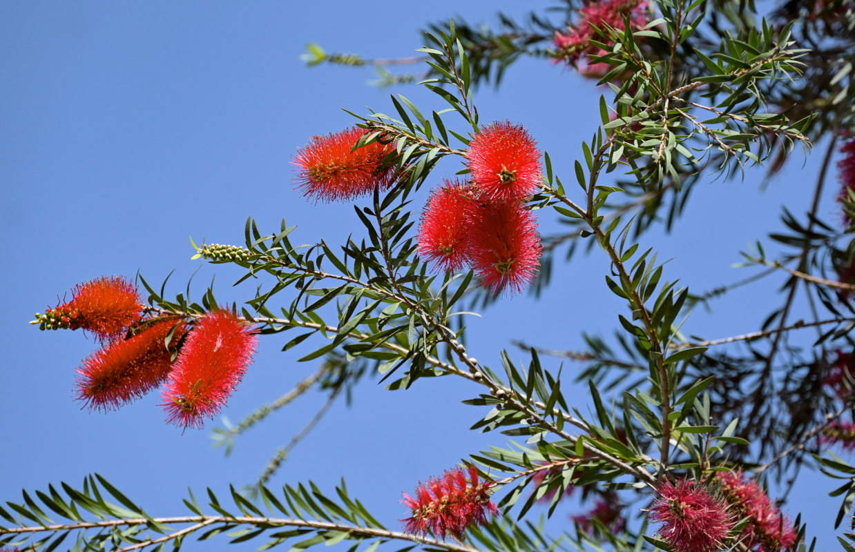 Image of Callistemon citrinus specimen.