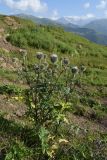 Echinops sphaerocephalus. Цветущее растение. Чечня, Итум-Калинский р-н, окр. ур. Цамадой, выс. 2050 м н.у.м., обочина дороги. 6 августа 2023 г.