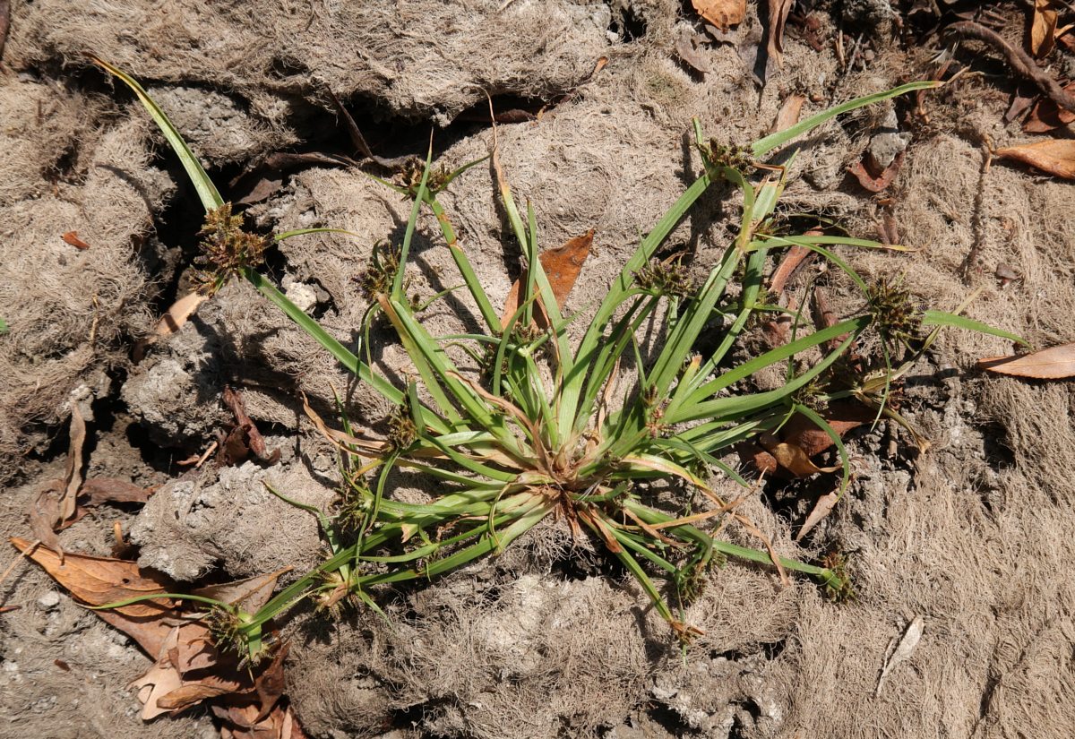 Image of Cyperus fuscus specimen.