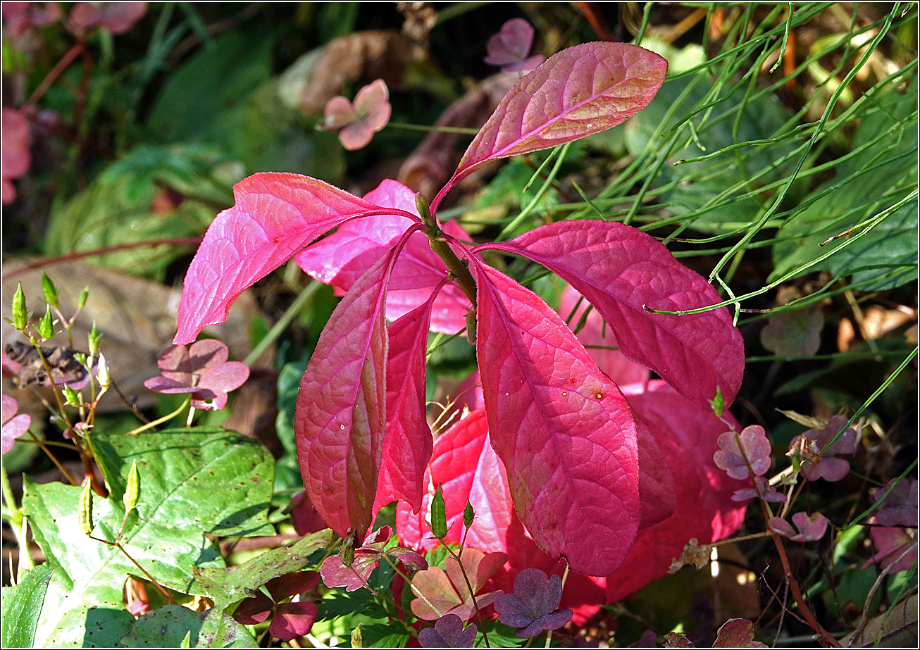 Image of Euonymus europaeus specimen.