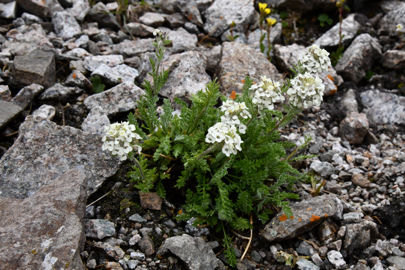 Image of Smelowskia calycina specimen.