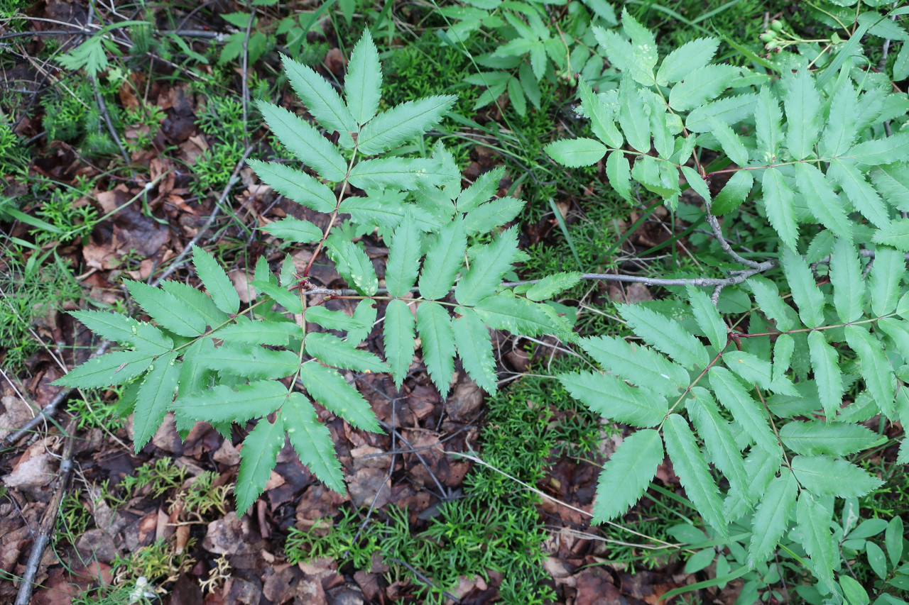 Изображение особи Sorbus sambucifolia.