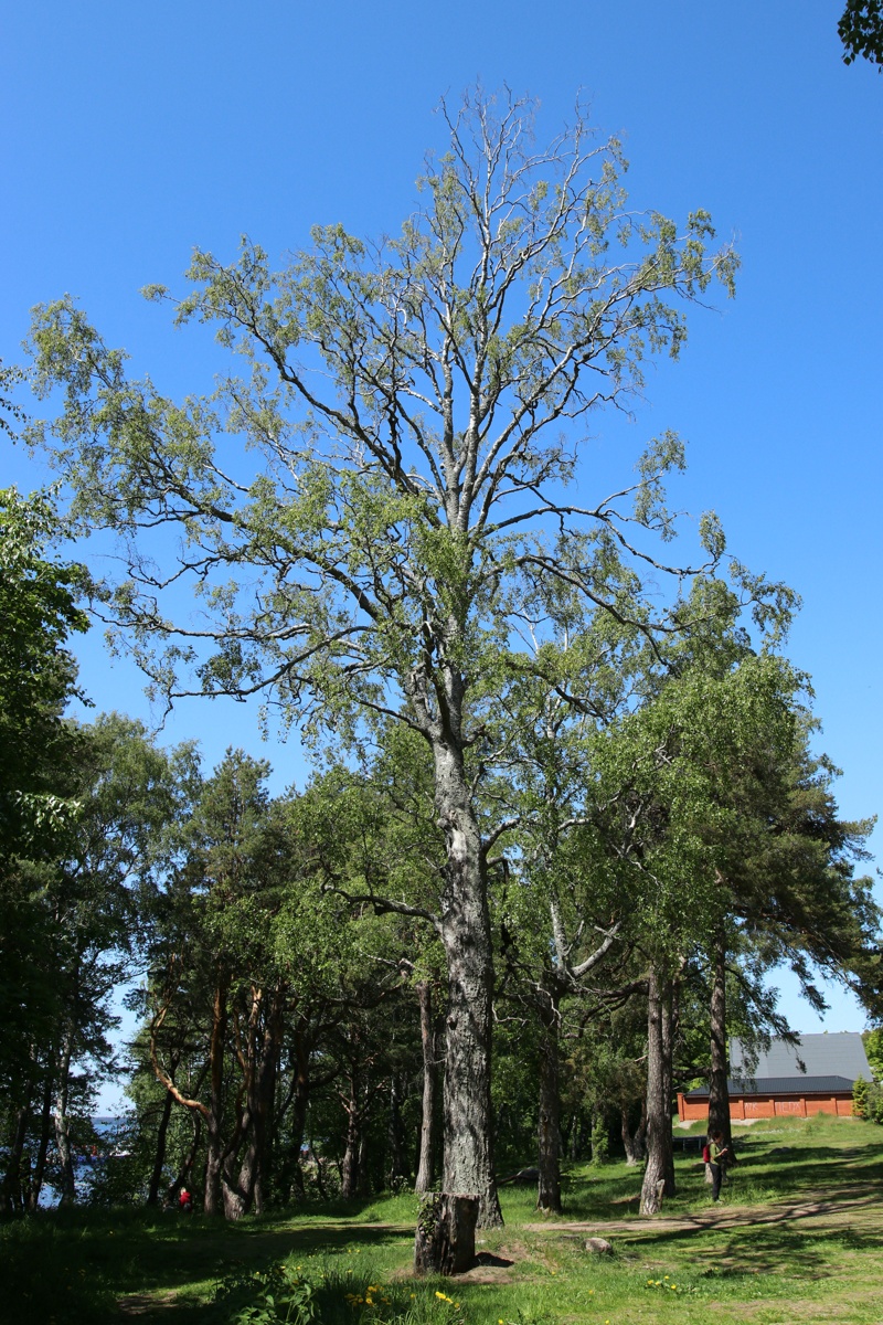 Image of Betula pubescens specimen.