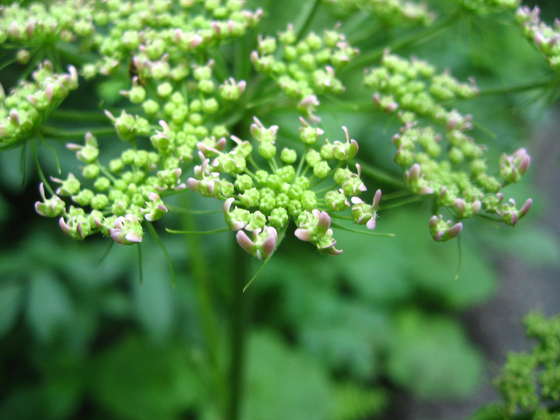 Image of Heracleum ponticum specimen.