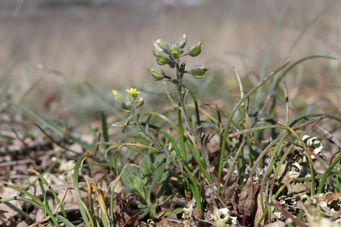 Изображение особи Alyssum smyrnaeum.