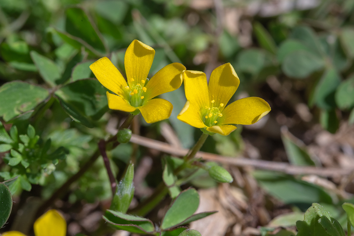 Изображение особи Oxalis corniculata.