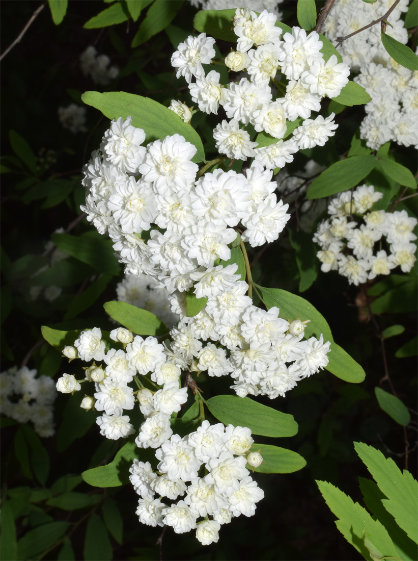 Image of Spiraea cantoniensis specimen.