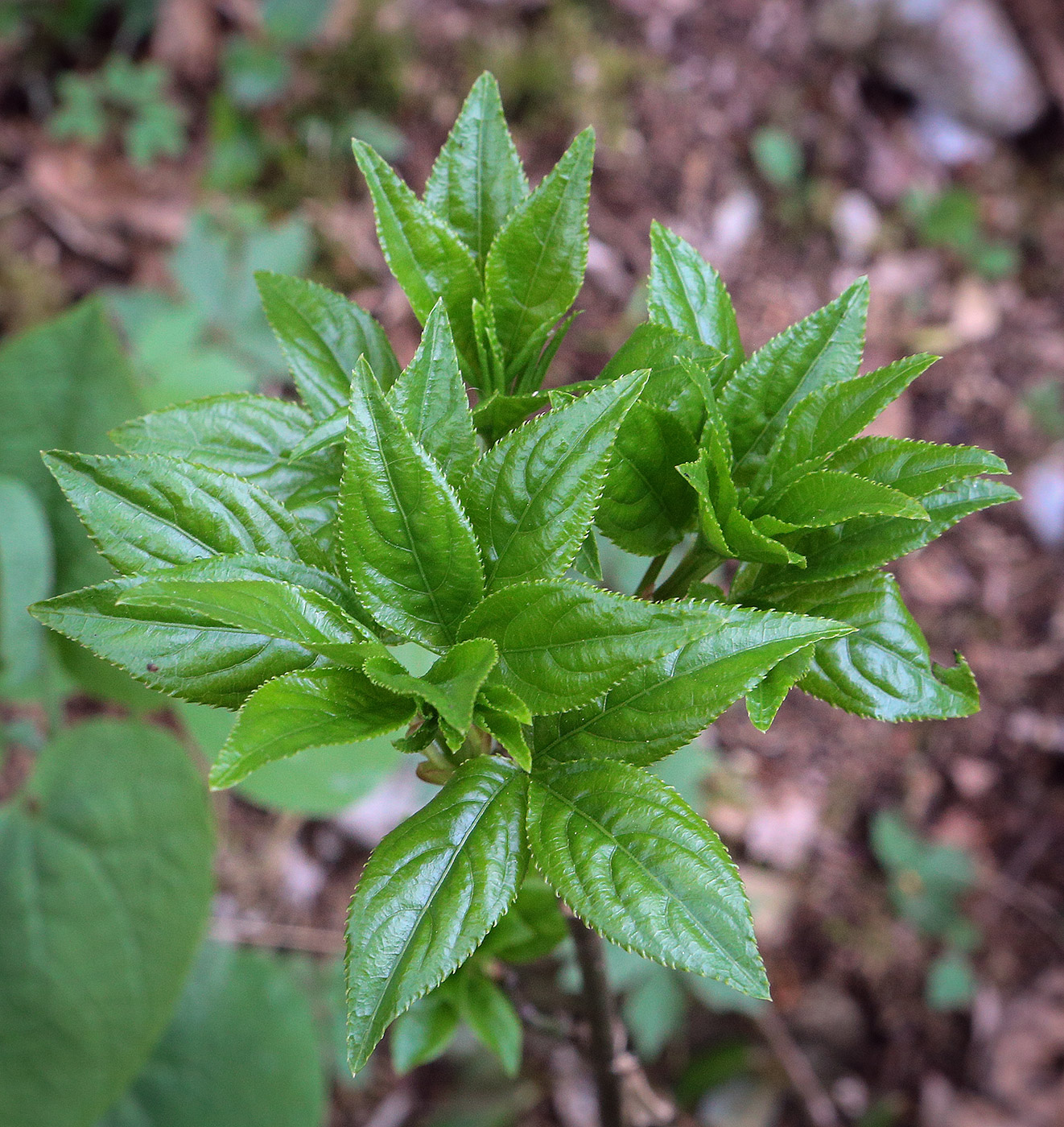 Image of Sambucus nigra specimen.