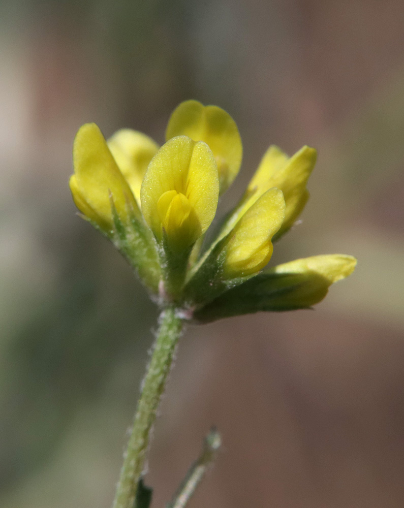 Изображение особи Trigonella arcuata.