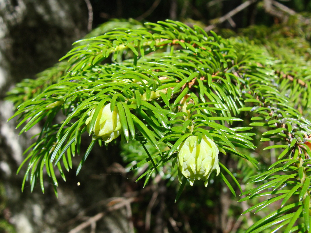 Изображение особи Picea ajanensis.