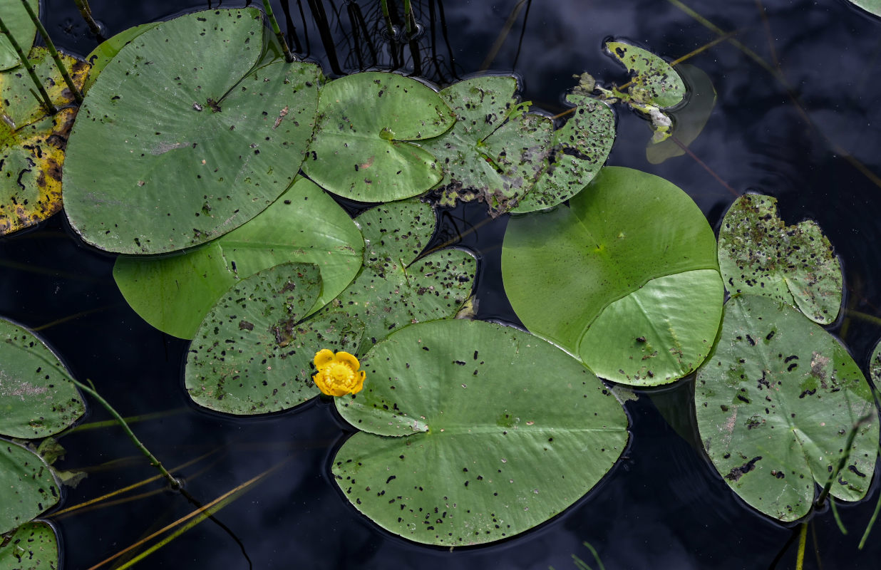 Image of Nuphar lutea specimen.