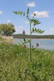 Glycyrrhiza echinata. Побег с соцветиями среди побегов Teucrium scordioides. Крым, Симферополь, западный берег Симферопольского вдхр., луг. 01.08.2024.