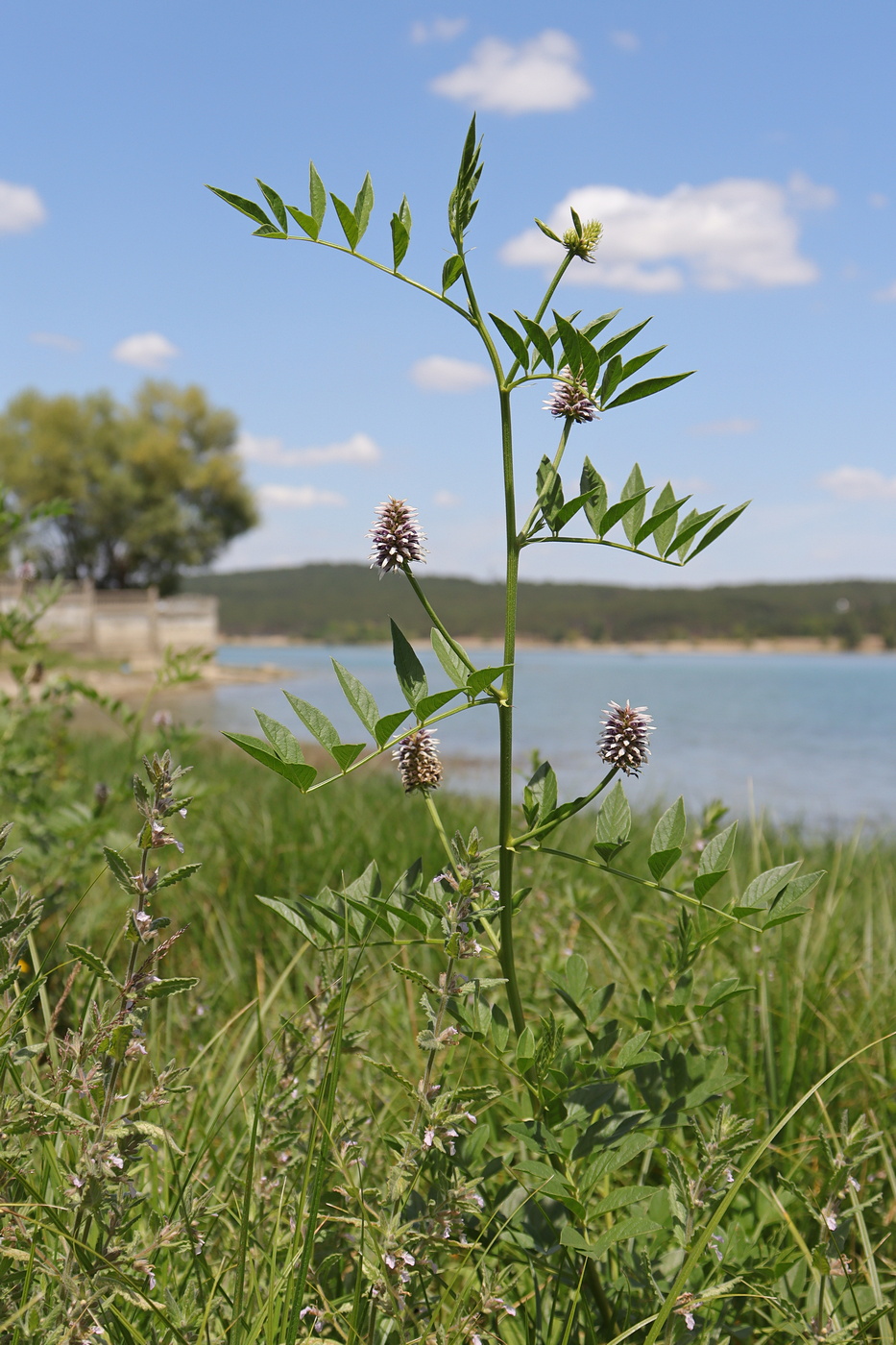 Image of Glycyrrhiza echinata specimen.