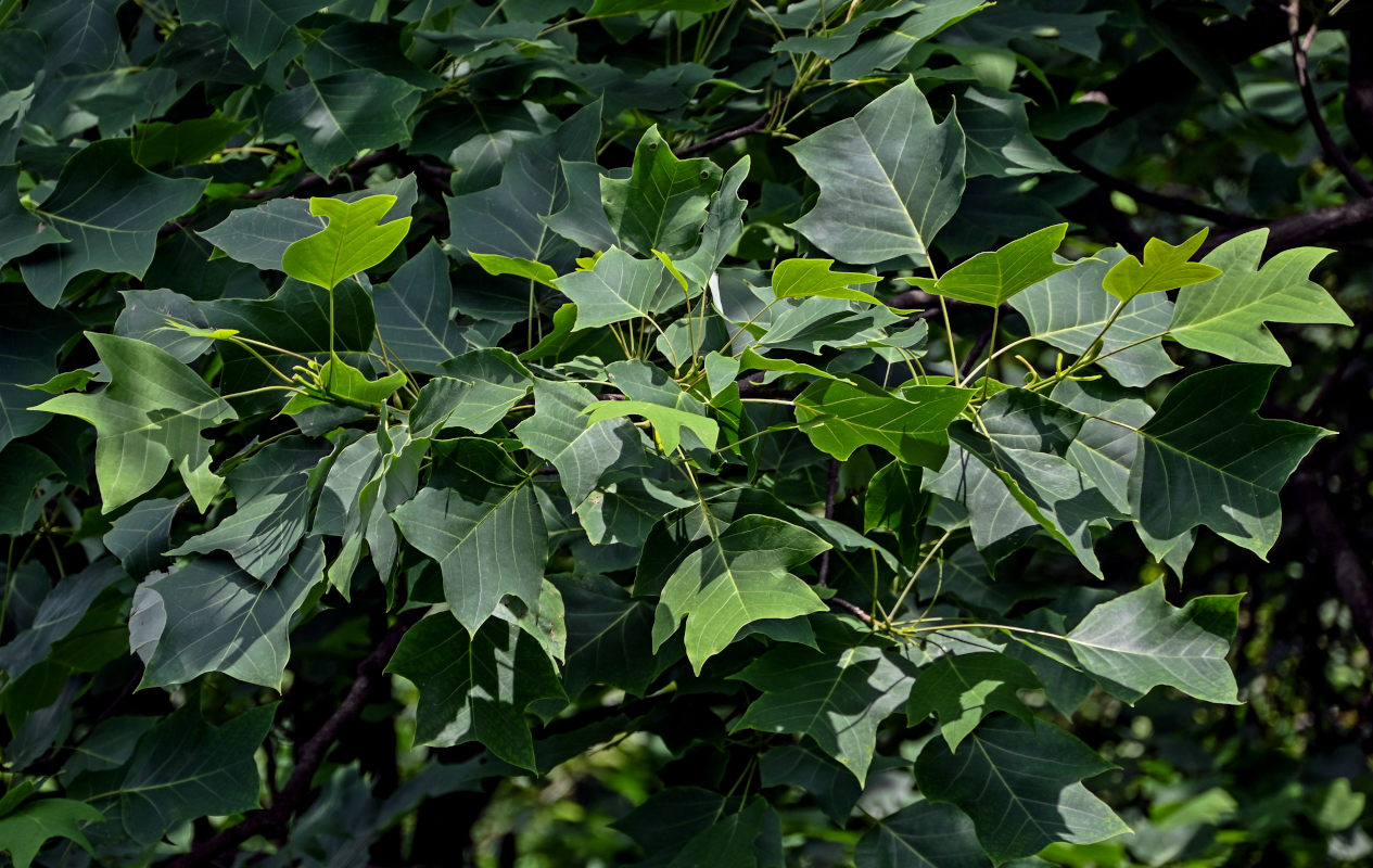 Изображение особи Liriodendron chinense.