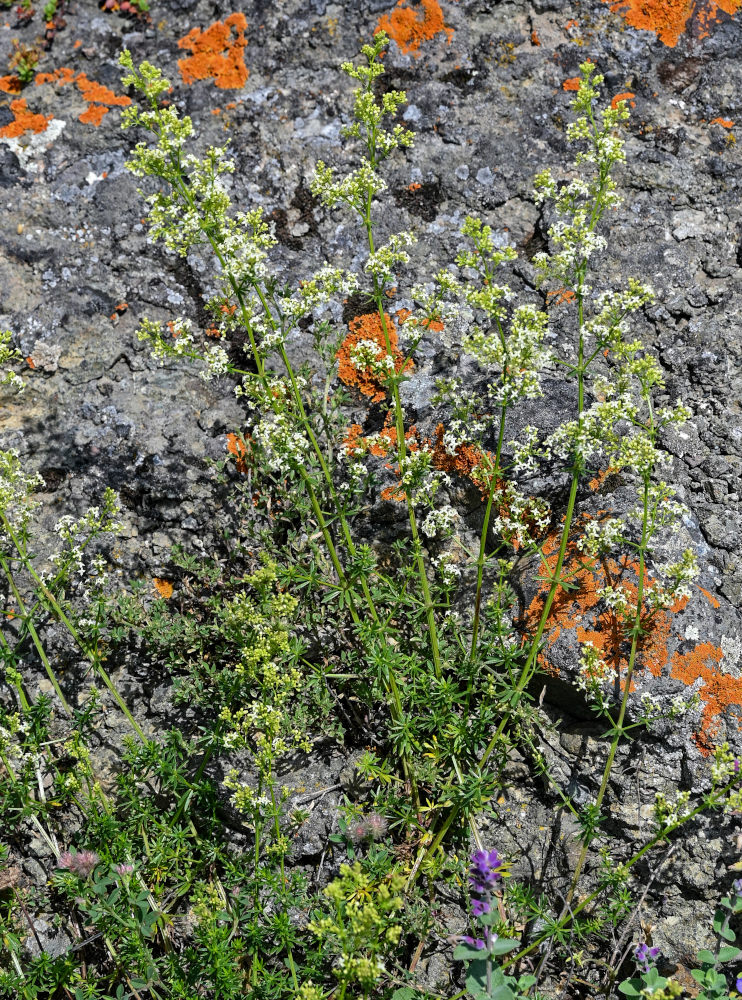 Изображение особи род Galium.