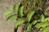 genus Ulmus. Побег молодого растения. Ленинградская обл., Лужский р-н, ж.-д. ст. Толмачёво, железнодорожные пути, на крупном щебне между шпалами. 13.06.2024.