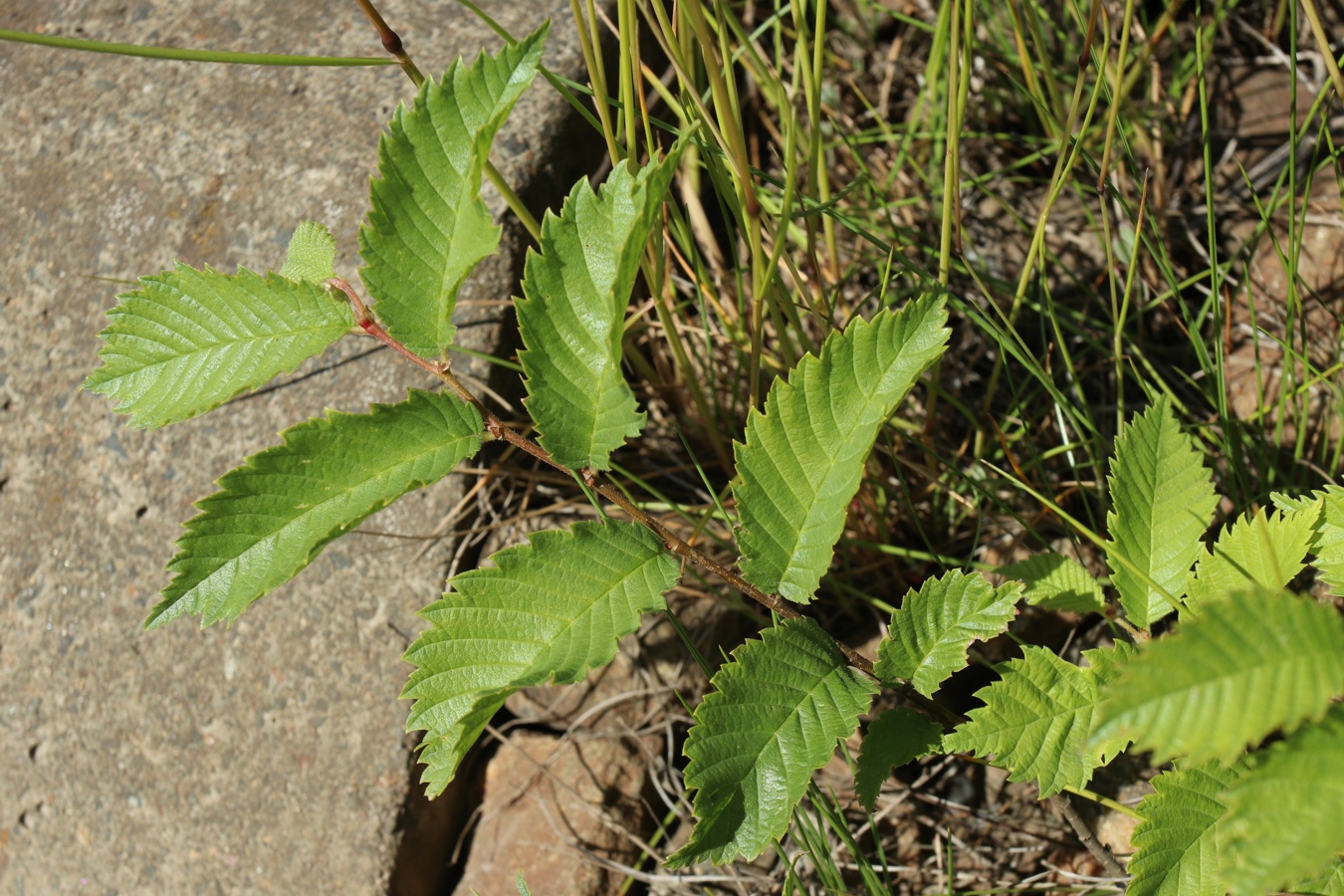 Изображение особи род Ulmus.