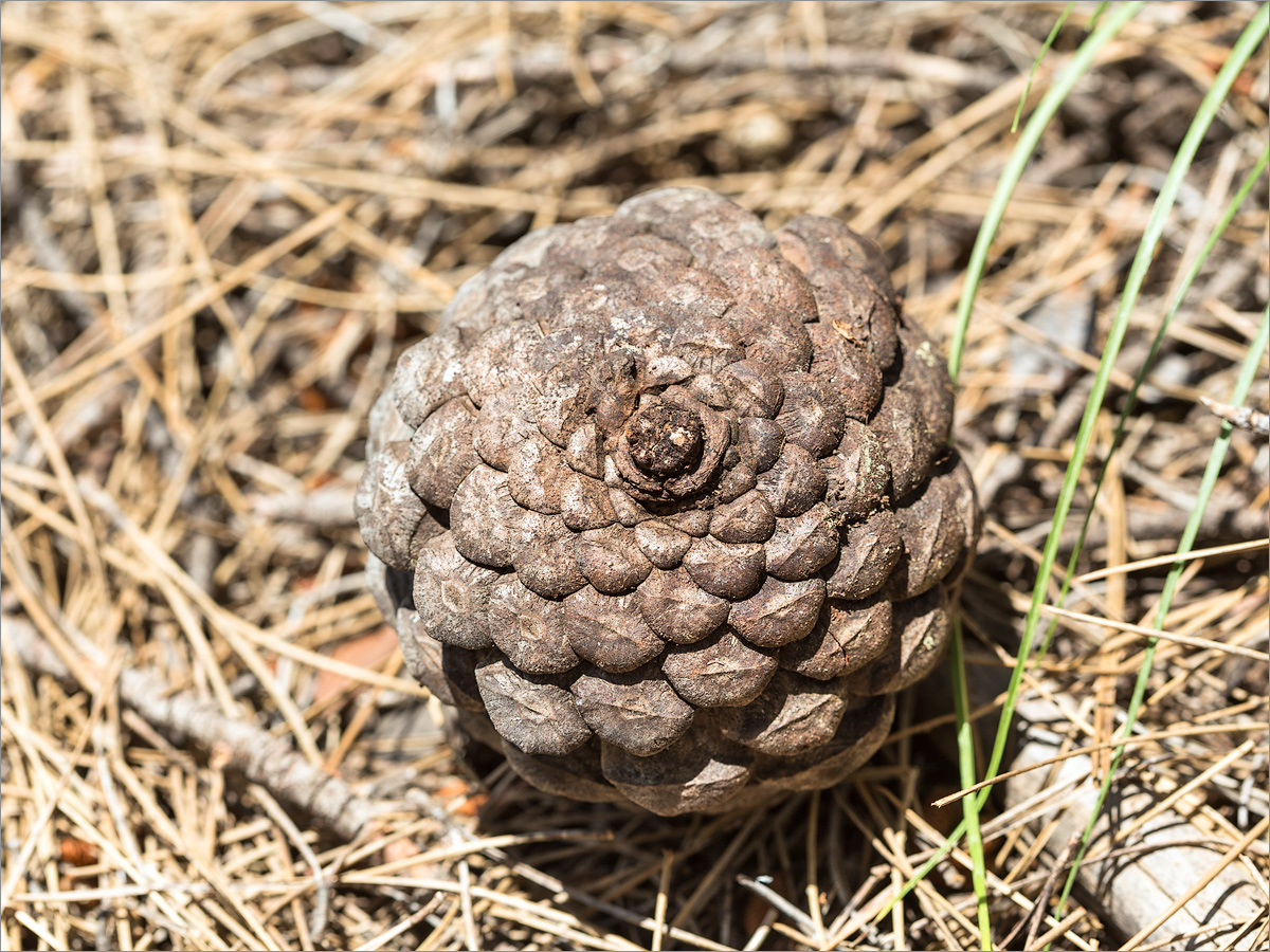 Image of Pinus brutia specimen.