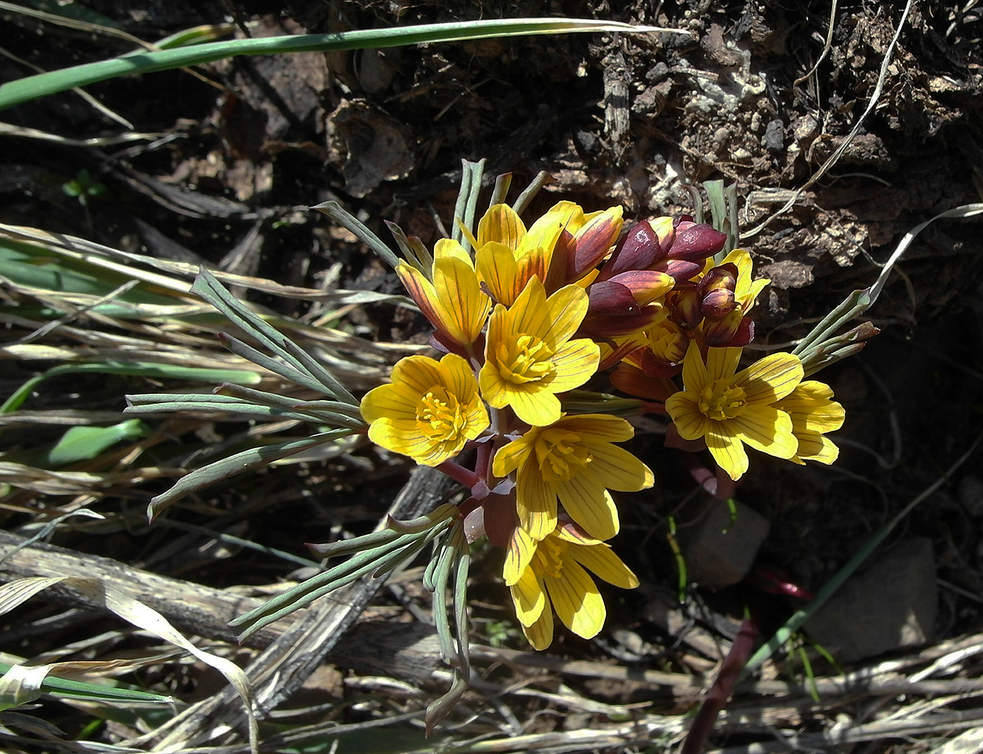 Image of Gymnospermium alberti specimen.