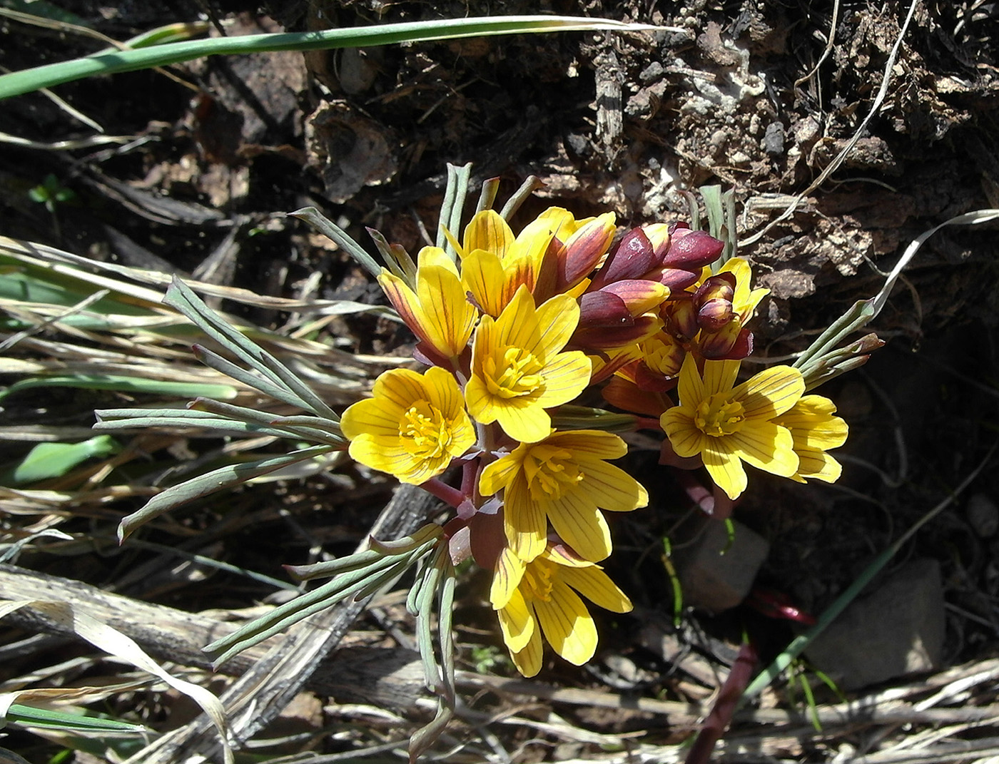 Image of Gymnospermium alberti specimen.