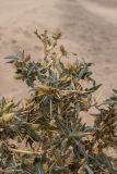 Xanthium spinosum