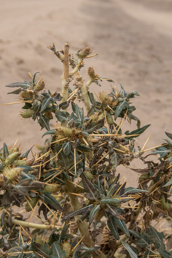 Image of Xanthium spinosum specimen.