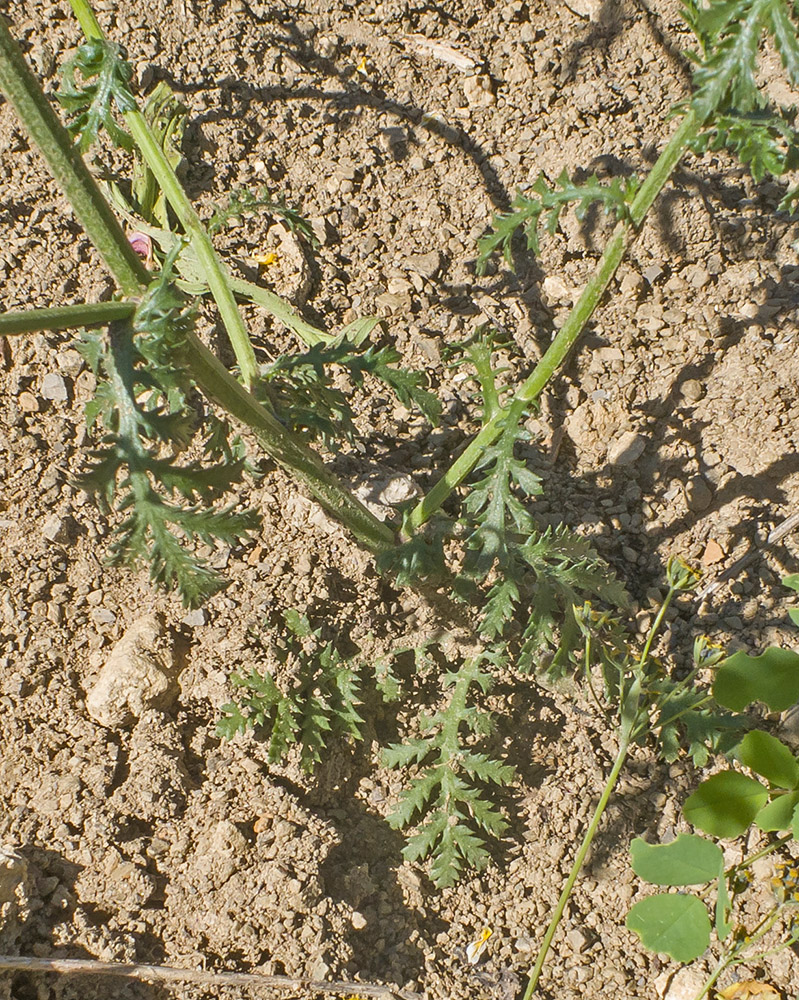 Image of Anthemis melanoloma specimen.