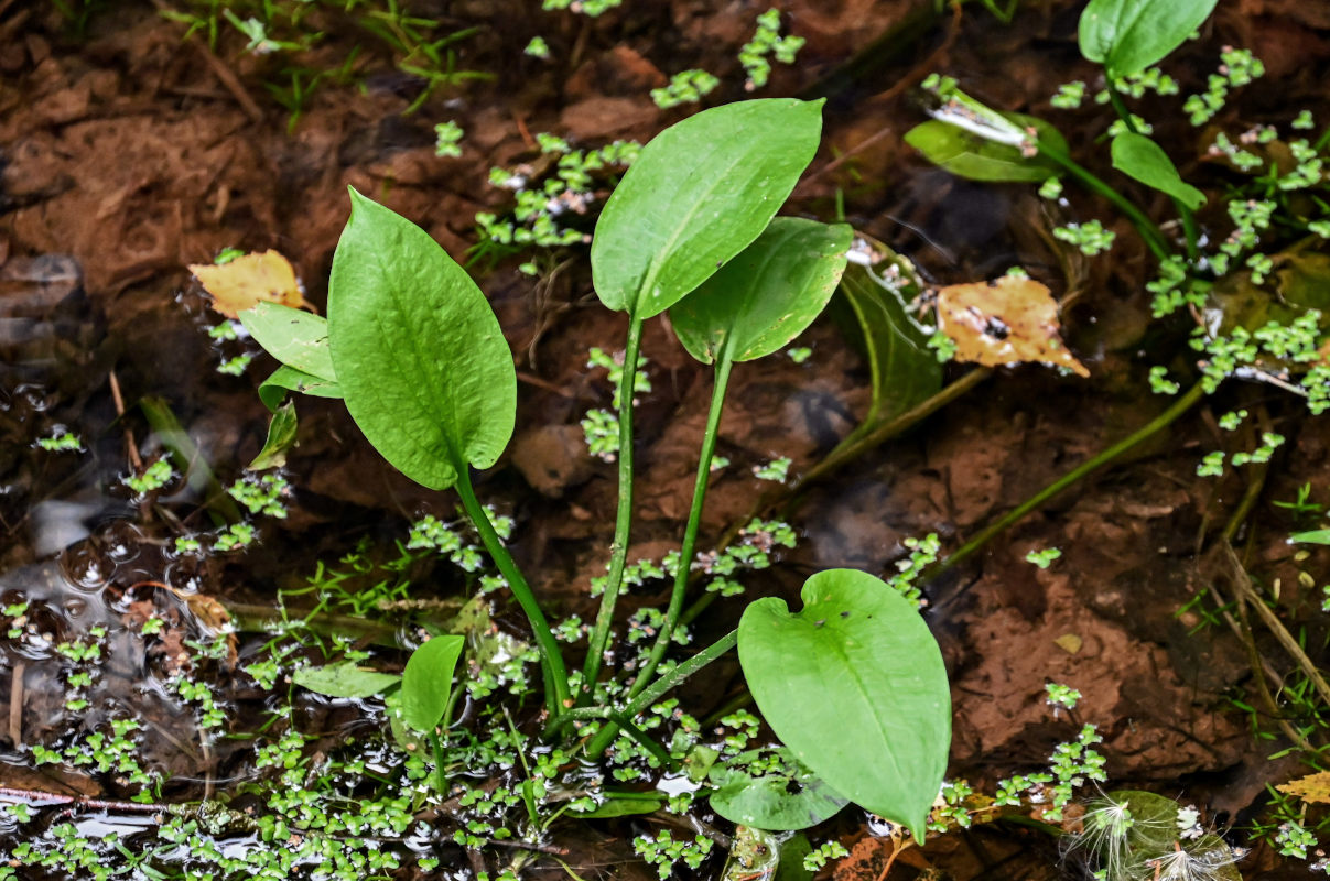 Image of Alisma plantago-aquatica specimen.