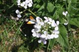 Hesperis voronovii