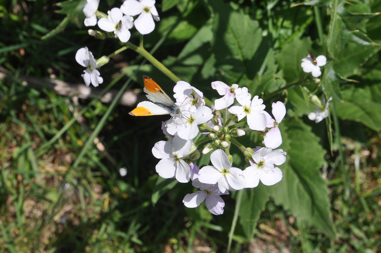 Image of Hesperis voronovii specimen.