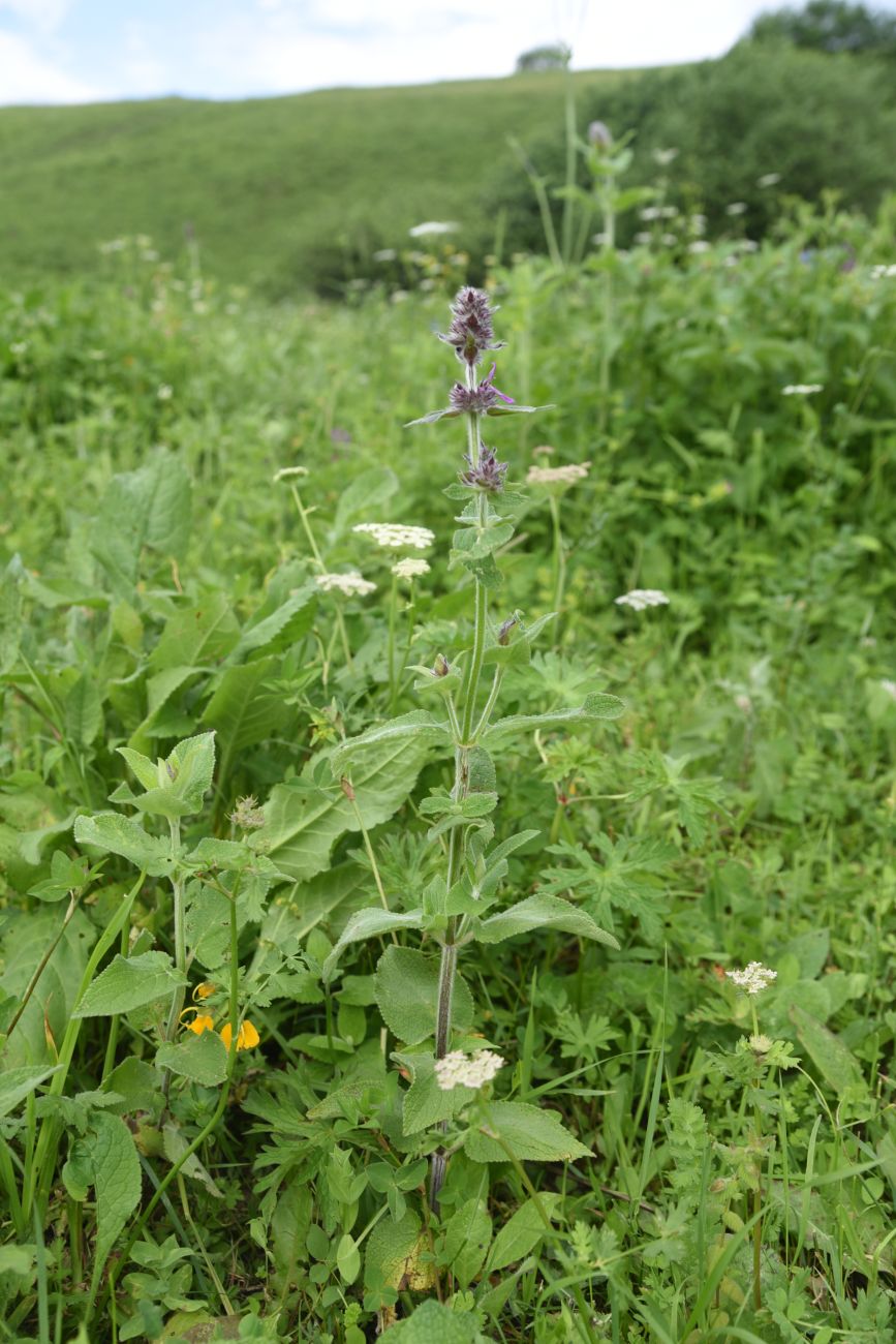 Изображение особи род Stachys.