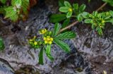 род Potentilla. Верхушка побега с соцветием с цветками и завязавшимися плодами. Китай, пров. Гуанси, рисовые террасы Лунцзи, край террасы, каменистый участок глинистого склона. 30.05.2024.