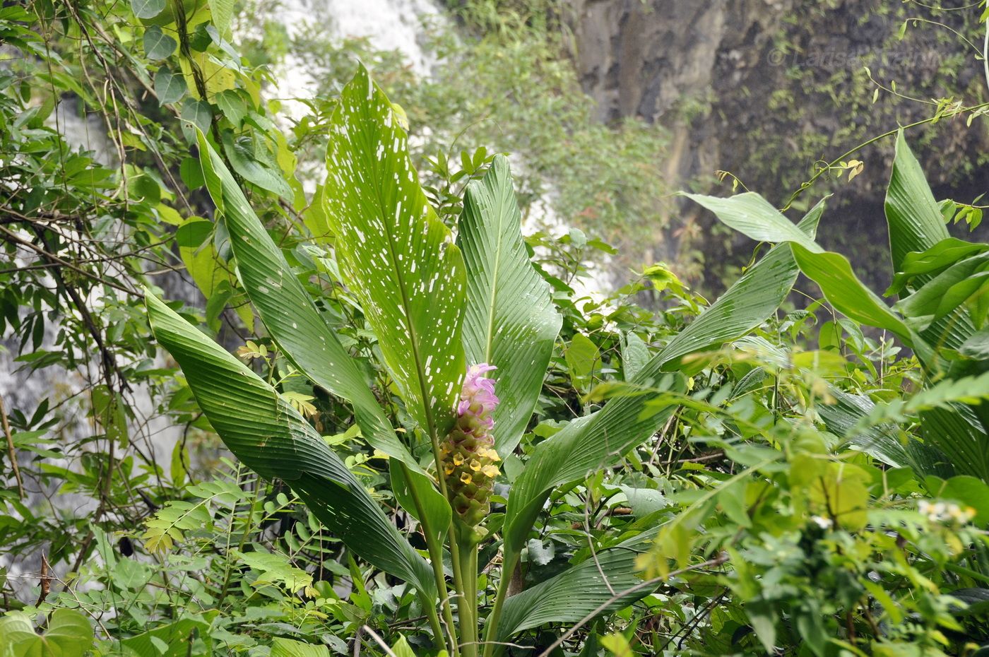 Image of genus Curcuma specimen.