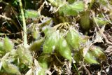 Astragalus lithophilus