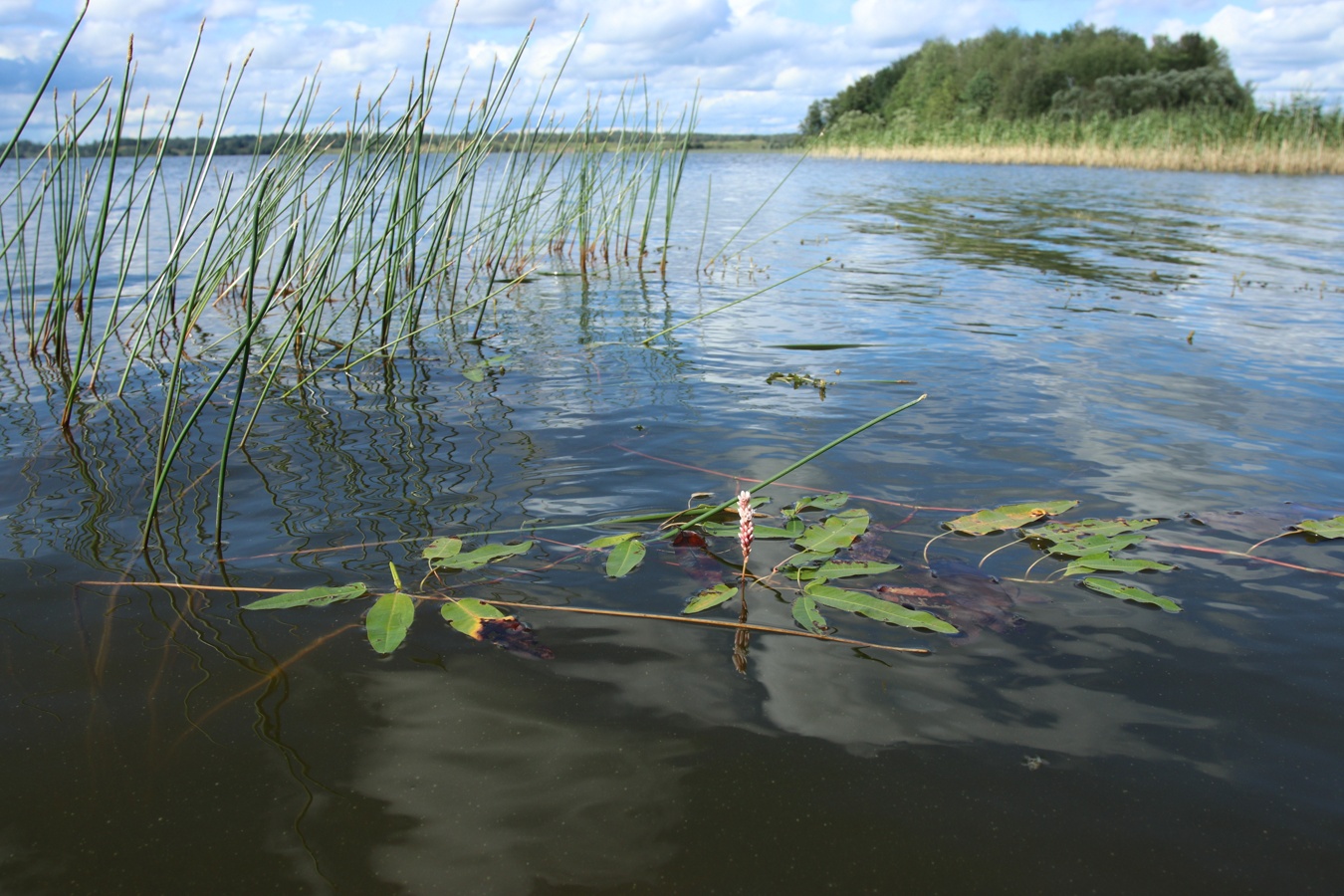Image of Persicaria amphibia specimen.