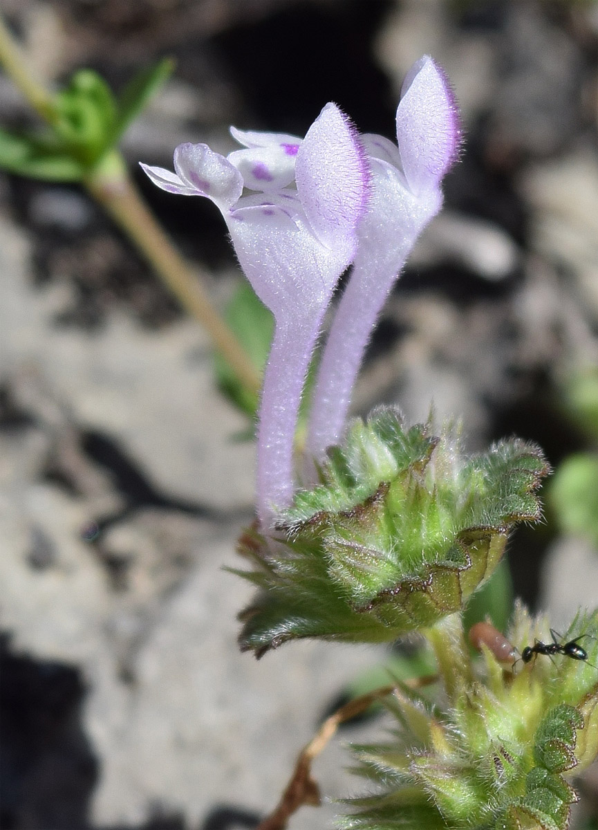 Image of Lamium amplexicaule specimen.