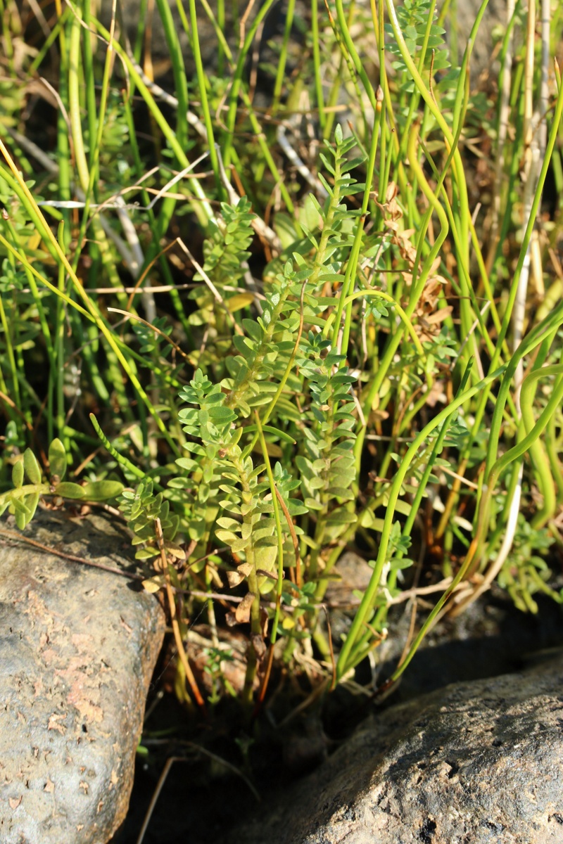 Image of Glaux maritima specimen.