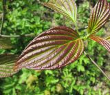 View full-size image Swida alternifolia