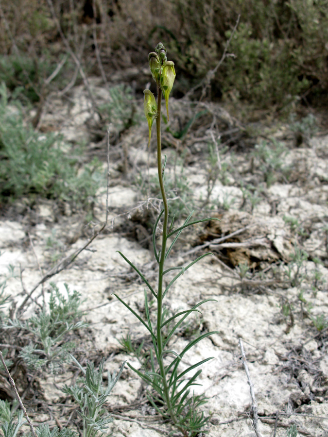 Изображение особи Linaria incompleta.