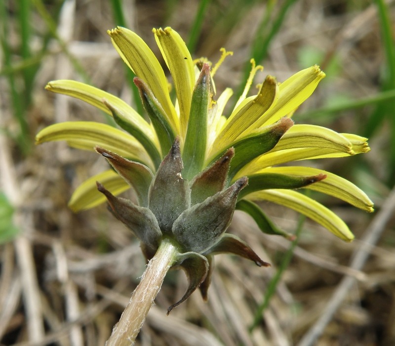 Image of Taraxacum tortilobum specimen.