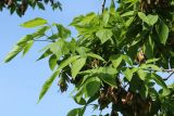 View full-size image Acer negundo