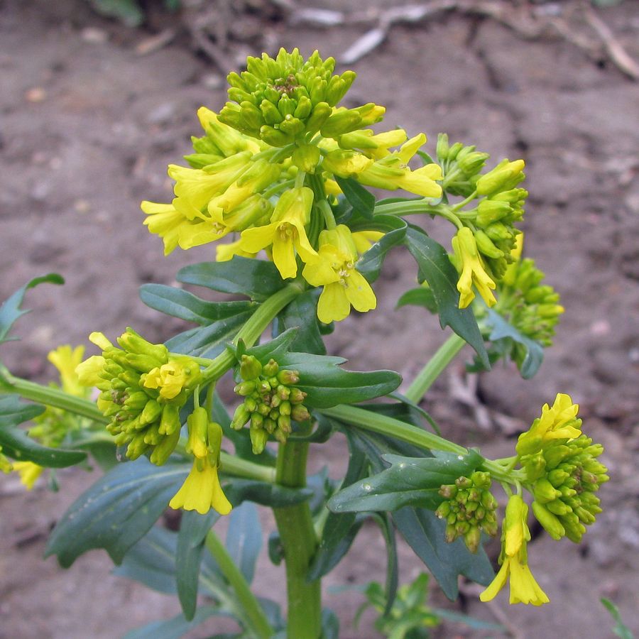 Image of Barbarea vulgaris specimen.